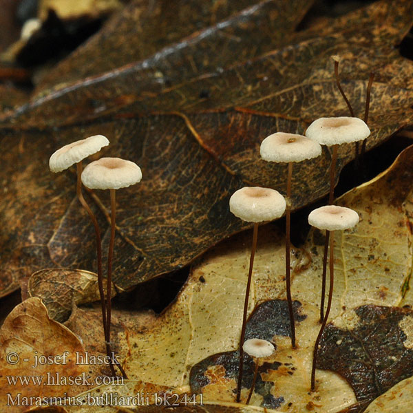 Marasmius bulliardii bk2441