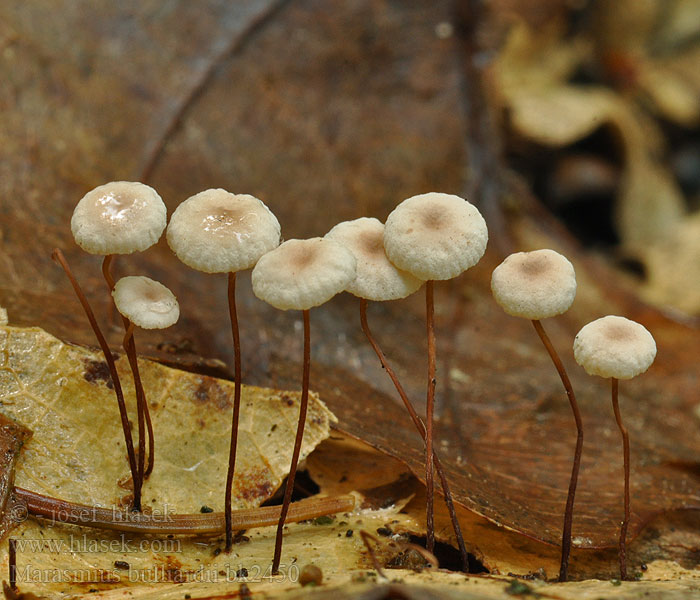 Marasmius bulliardii bk2450