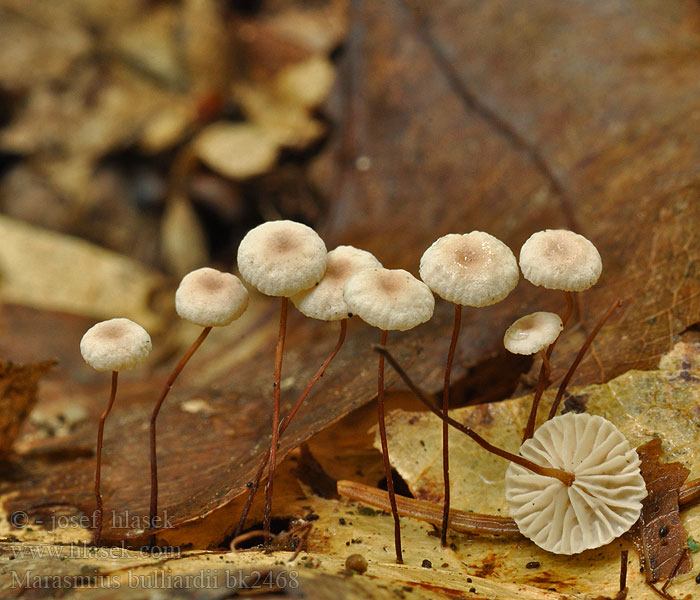 Marasmius bulliardii bk2468