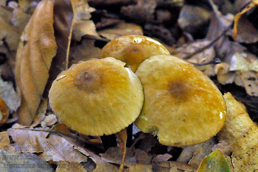 Marasmius cohaerens Špička rohonohá Hornstiel-Schwindling