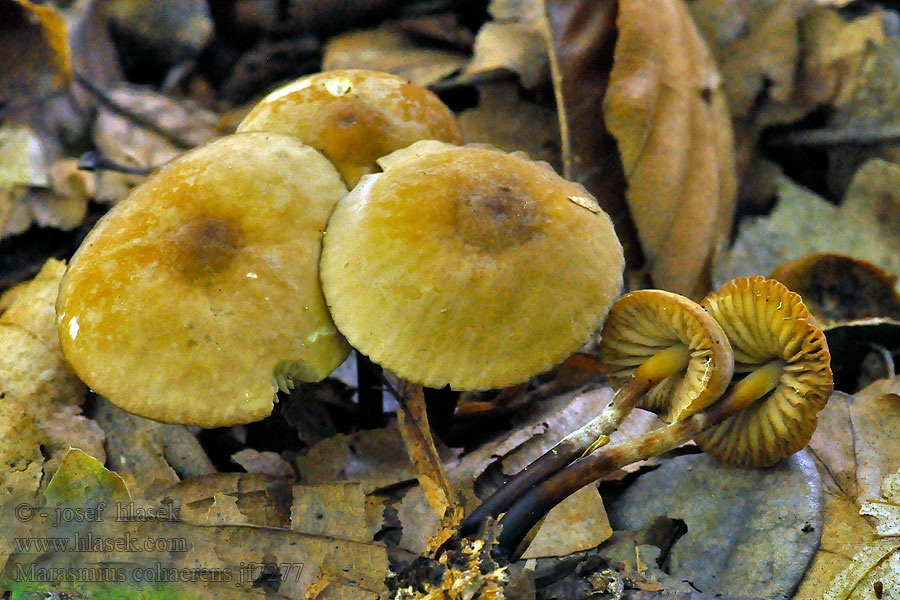 Marasmius cohaerens Twardzioszek ciemnotrzonowy Glansbrosking Szarutönkű szegfűgomba