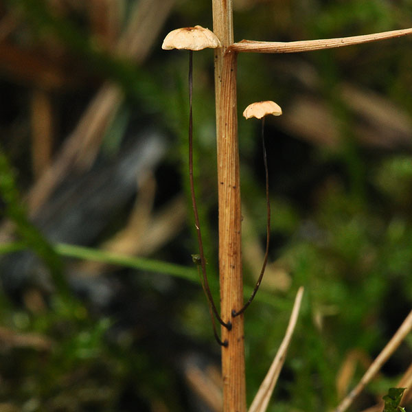 Marasmius curreyi Androsaceus graminum Špička travinná Oranje grastaailing Orangerötlicher Schwindling Twardzioszek czerwonobrązowy Негниючник Каррея Tanečnica travinná