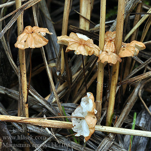 Marasmius curreyi bk7108