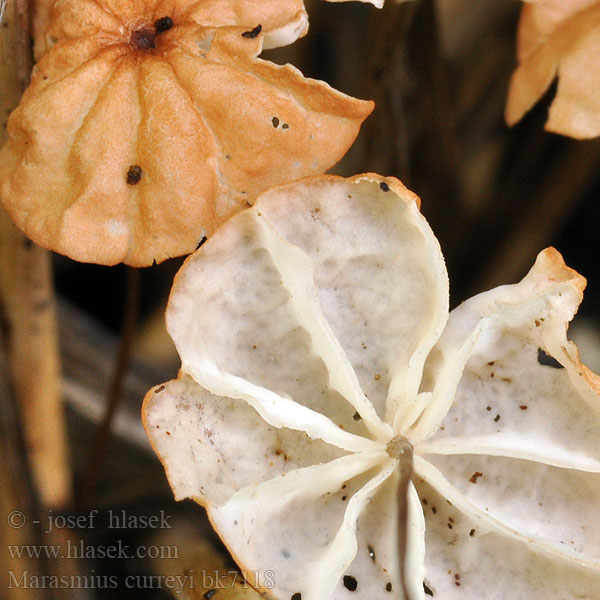 Marasmius curreyi bk7118