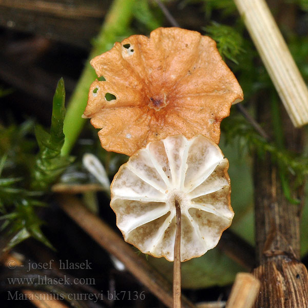 Marasmius curreyi bk7136