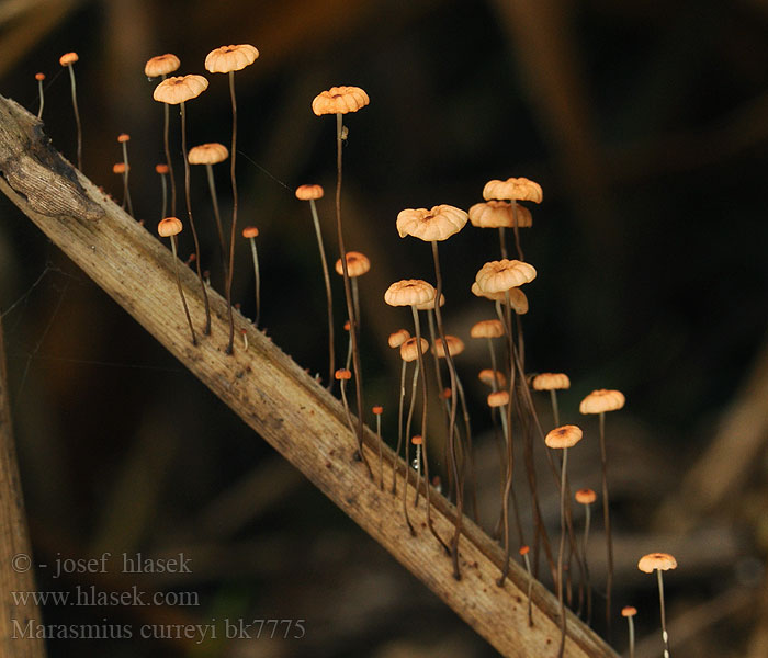 Androsaceus graminum Marasmius curreyi Špička travinná Oranje grastaailing Orangerötlicher Schwindling Twardzioszek czerwonobrązowy Tanečnica travinná Негниючник Каррея