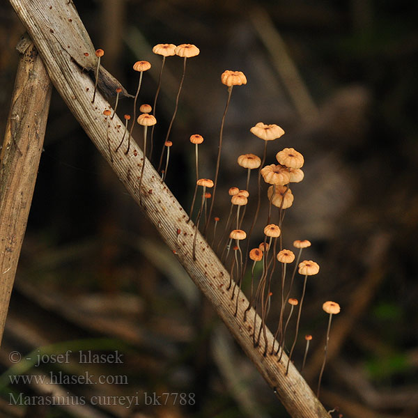 Marasmius graminum Androsaceus curreyi Špička travinná Oranje grastaailing Orangerötlicher Schwindling Twardzioszek czerwonobrązowy Tanečnica travinná Негниючник Каррея