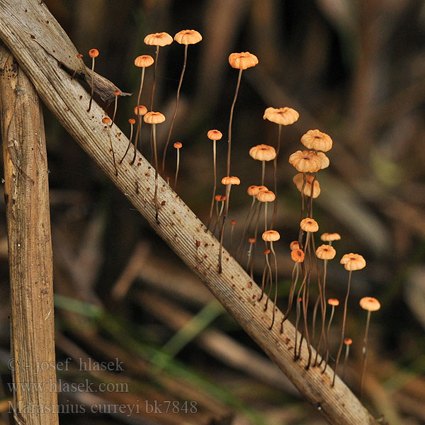 Marasmius curreyi bk7848