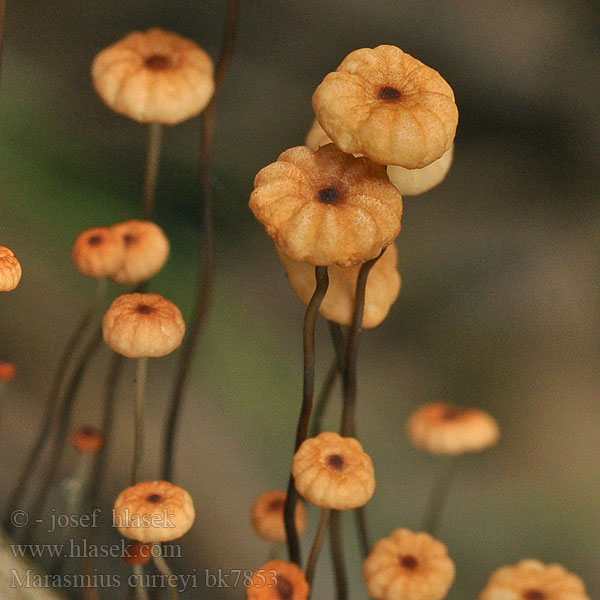 Marasmius curreyi bk7853