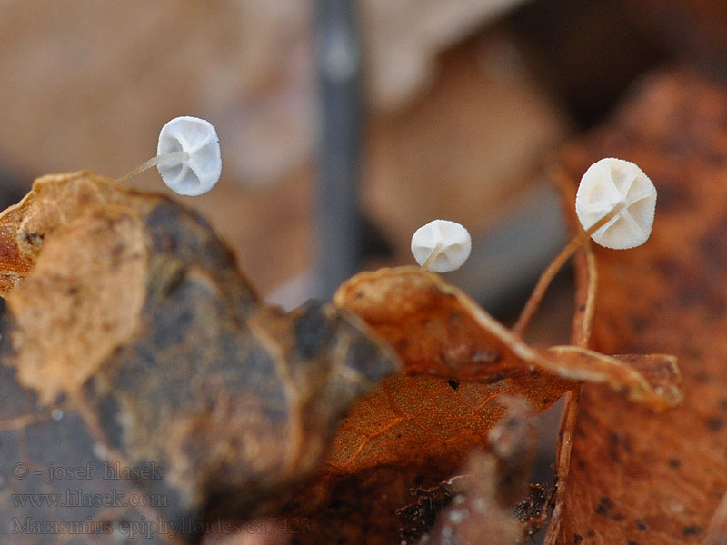 Marasmius epiphylloides Špička břečťanová