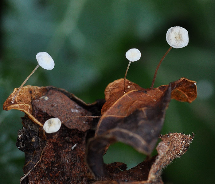 Marasmius epiphylloides Efeuschwindling Klimoptaailing