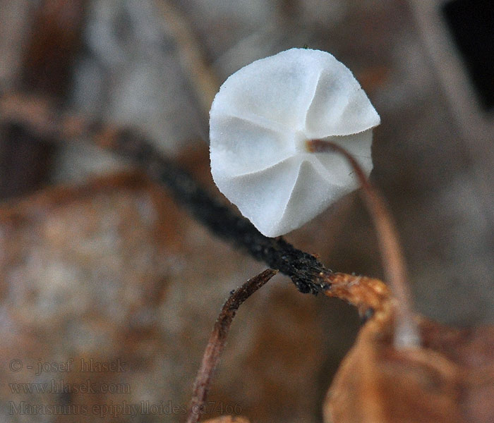 Marasmius epiphylloides Tanečnica brečtanová Murgrönsbrosking