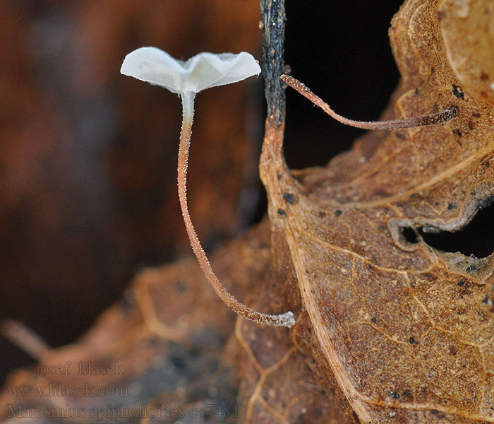 Marasmius epiphylloides Marasme lierre Негнию́чник листово́й