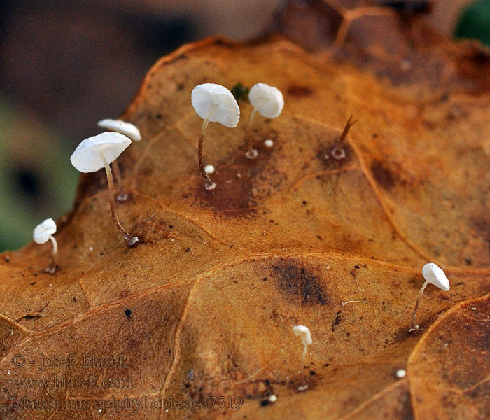 Špička břečťanová Marasmius epiphylloides