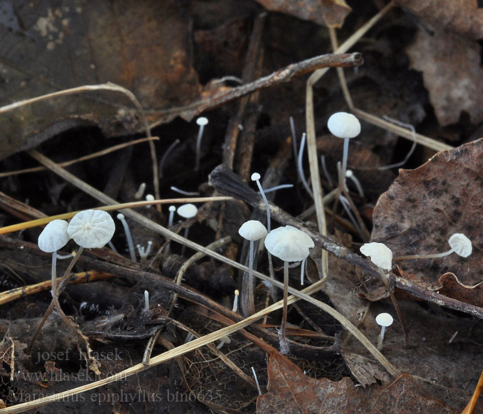 Marasmius epiphyllus Androsaceus Špička listová Blad bruskhat