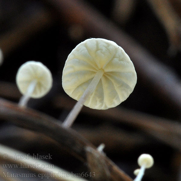 Marasmius epiphyllus bm6643