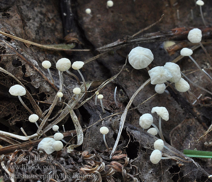 Marasmius epiphyllus bm6656