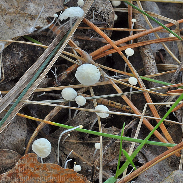 Apró szegfűgomba Witte taailing Marasme feuilles Ruotinahikas