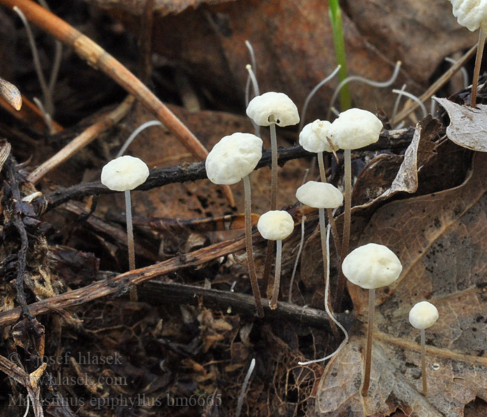 Blad-bruskhat Marasmius epiphyllus Androsaceus Špička listová