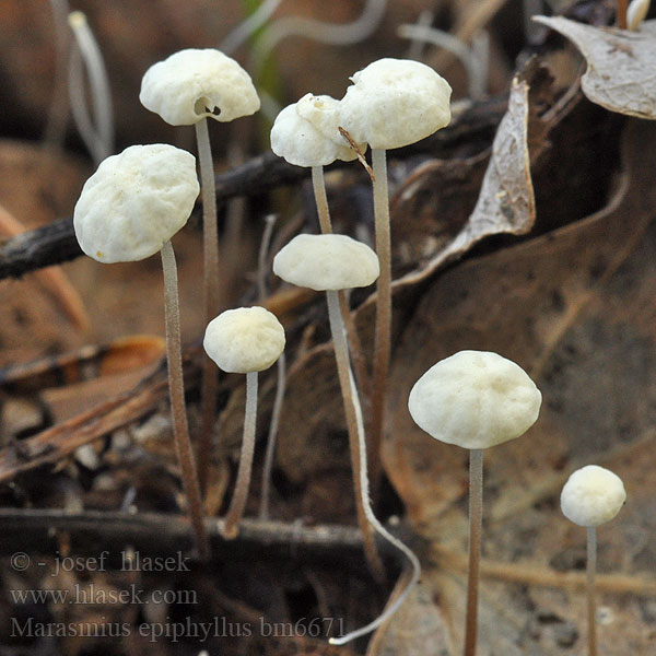 Marasmius epiphyllus bm6671