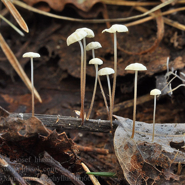 Marasmius epiphyllus bm6677