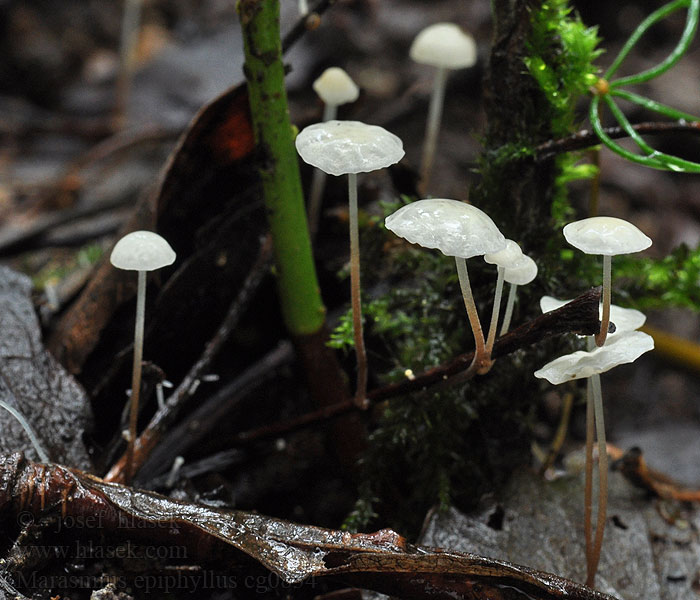 Špička listová Marasmius epiphyllus