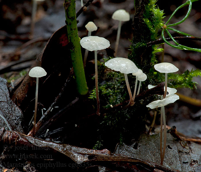 Špička listová Blad bruskhat Marasmius epiphyllus