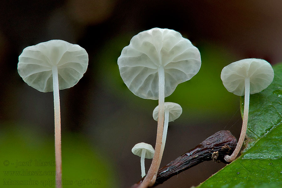 Blad bruskhat Marasmius epiphyllus