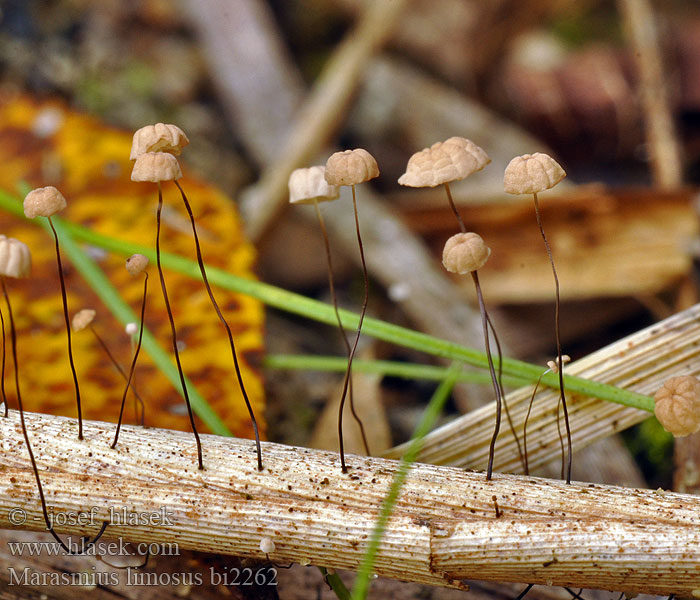 Marasmius limosus bi2262