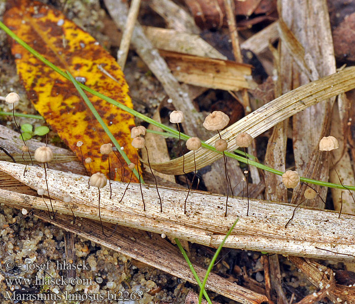 Marasmius limosus bi2263