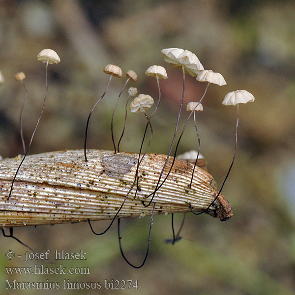 Marasmius limosus bi2274