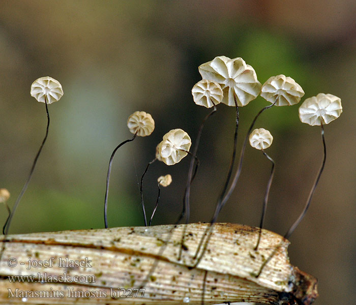 Tanečnica močiarna Vassbrosking Marasmius limosus