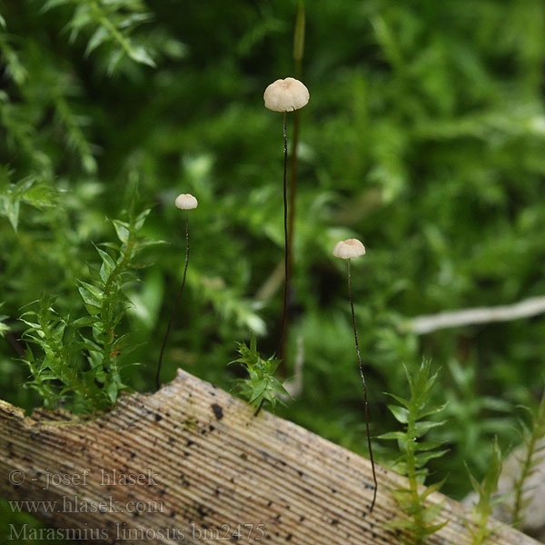 Marasmius limosus Špička močálová