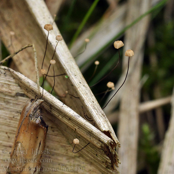 Marasmius limosus Schilf-Schwindling