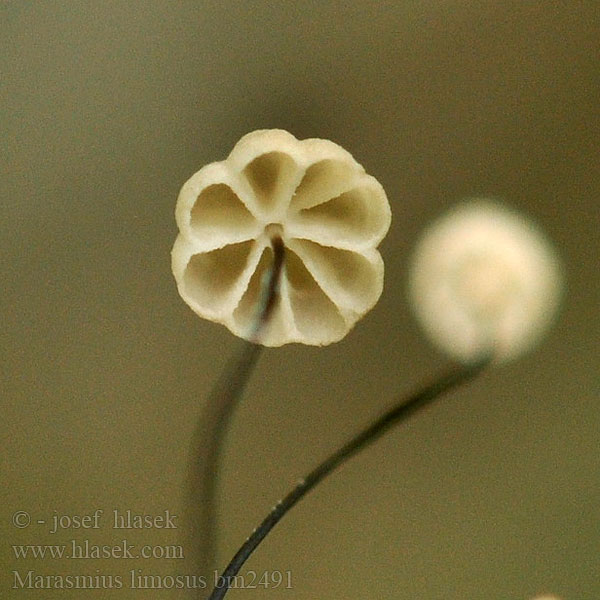 Marasmius limosus Kær-bruskhat Heinäratasnahikas