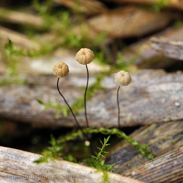 Marasmius limosus Marasme marais Rietwieltje Paddenstoelen