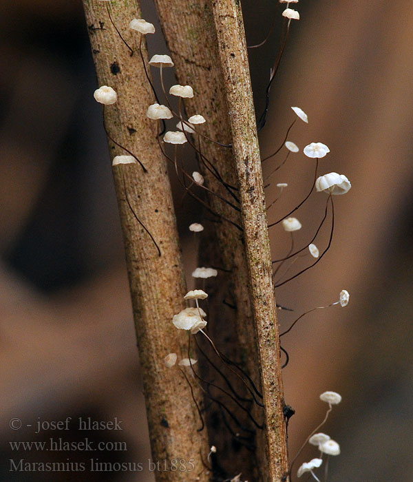 Špička močálová Marasmius limosus