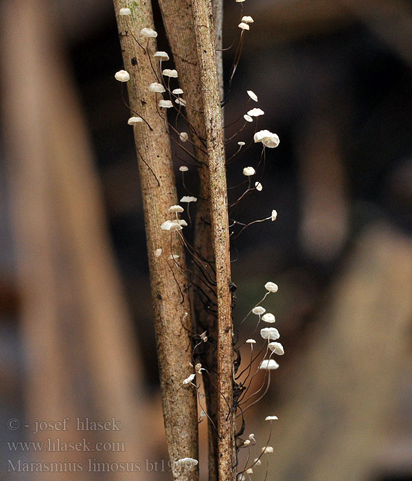 Schilf-Schwindling Marasmius limosus