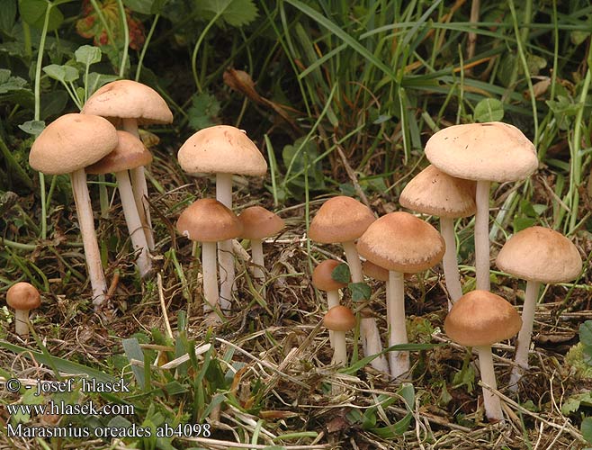 Marasmius oreades Špička obecná polní travní Twardzioszek przydrożny Nelkenschwindling Nelken-Schwindling Fairy Ring Champignon Marasme oréades pied dur mousseron automne Elledans-bruskhat Elledans Bruskhat Senderuela Gambe secche Dišeča sehlica Nejlikbrosking Nejlik broskskivling Опенок луговой негниючник луговик 硬柄小皮伞 Nurminahikas Weidekringzwam シバフタケ（ Mezei szegfűgomba Nelliksopp Vilin klinčić 선녀낙엽버섯 Tanečnica poľná Pļavas vītene Челядинка Nööbik Ghebe luncă Bureţi rouă Μαράσμιος ορειάδης Опе́ньок лугови́й