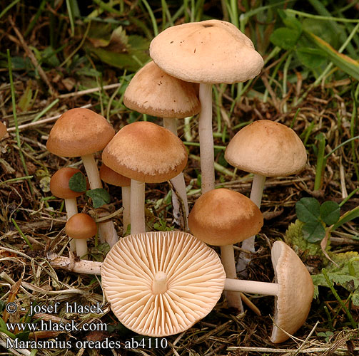 Marasmius oreades Marasme oréades pied dur mousseron automne Elledans-bruskhat Elledans Bruskhat Senderuela Gambe secche Dišeča sehlica Nejlikbrosking Nejlik broskskivling Опенок луговой негниючник луговик 硬柄小皮伞 Nurminahikas Weidekringzwam シバフタケ（ Mezei szegfűgomba Nelliksopp Vilin klinčić 선녀낙엽버섯 Tanečnica poľná Pļavas vītene Челядинка Nööbik Ghebe luncă Bureţi rouă Μαράσμιος ορειάδης Опе́ньок лугови́й Špička obecná polní travní Twardzioszek przydrożny Nelkenschwindling Nelken-Schwindling Fairy Ring Champignon