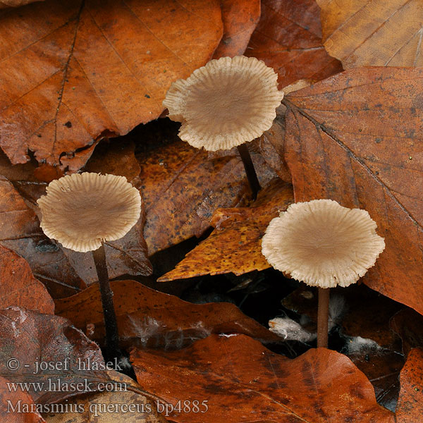 Marasmius querceus prasiosmus Špička česnekovonná