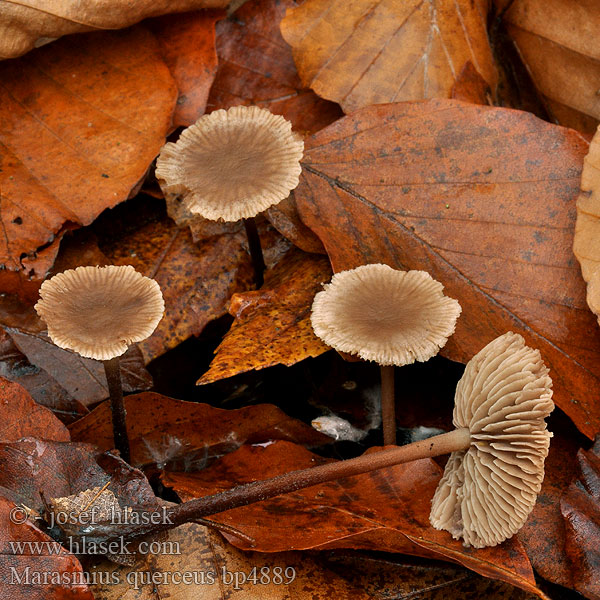 Marasmius querceus Scharfer Knoblauchschwindling