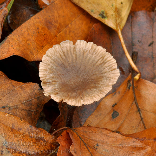 Marasmius_querceus_bp4893