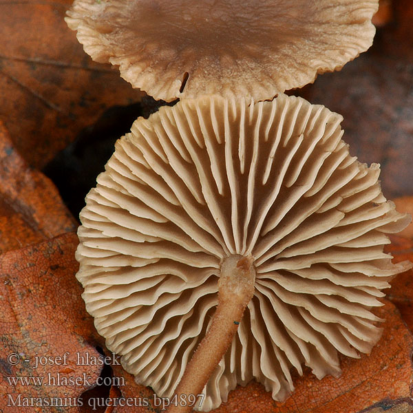 Marasmius querceus Twardzioszek szczypiorkowy