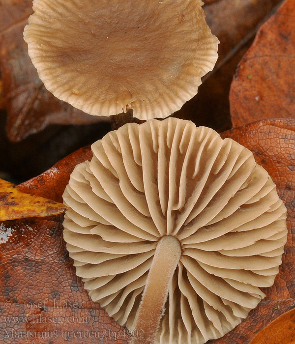 Marasmius querceus Tanečnica dubová