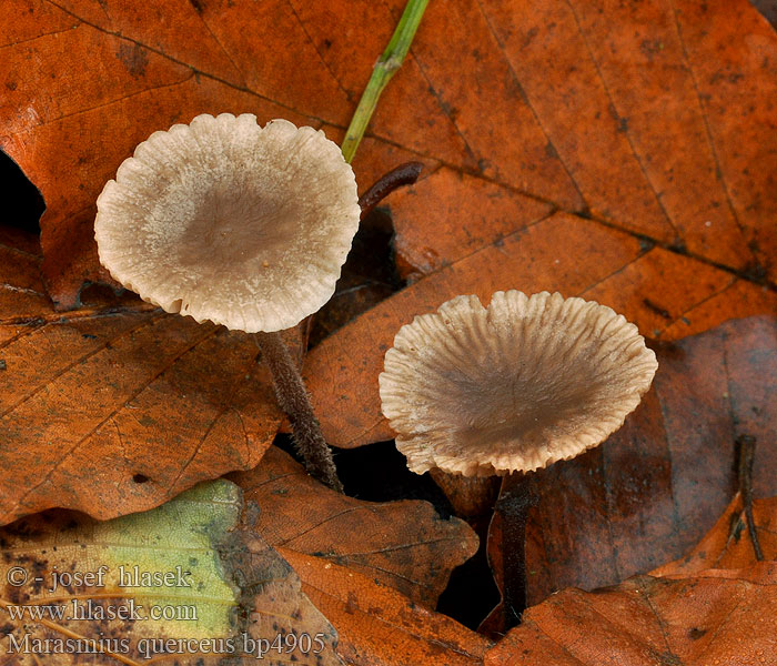 Marasmius querceus Skarp lökbrosking