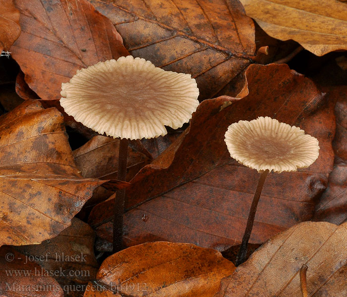 Marasmius_querceus_bp4912