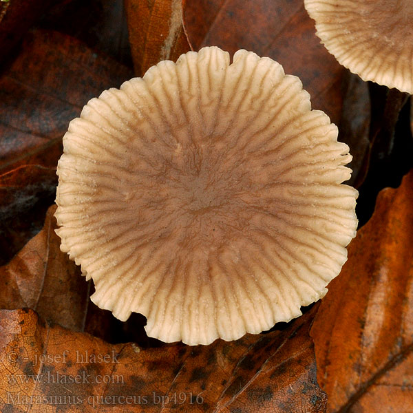 Marasmius querceus Eikeløksopp prasiosmus