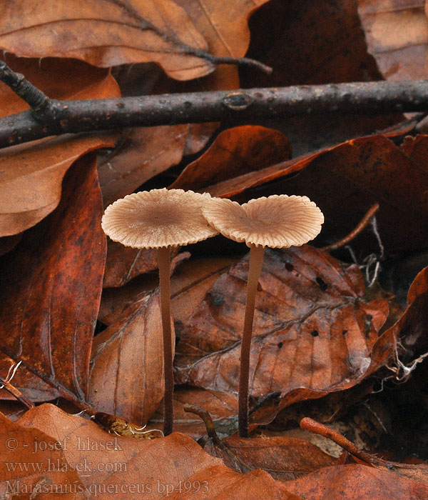 Marasmius querceus Чесночник дубовый