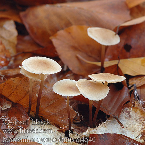 Marasmius quercophilus aj4540